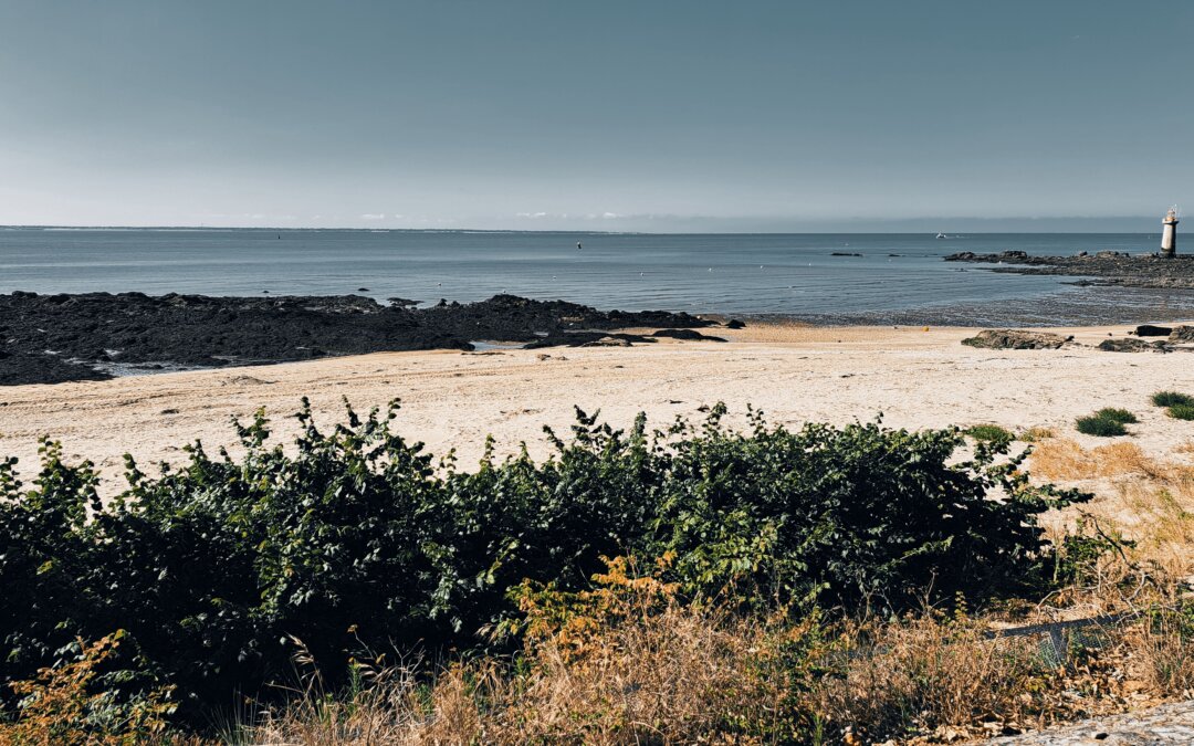 La virologie des coquillages 1/2