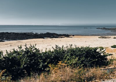 La virologie des coquillages 1/2