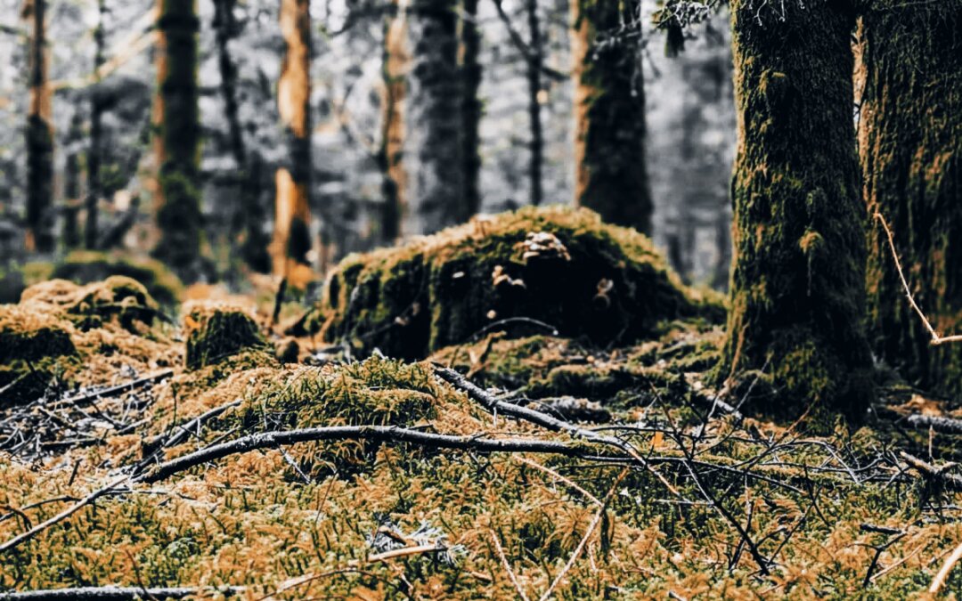 Le vivant Théâtre du Peuple 2/3