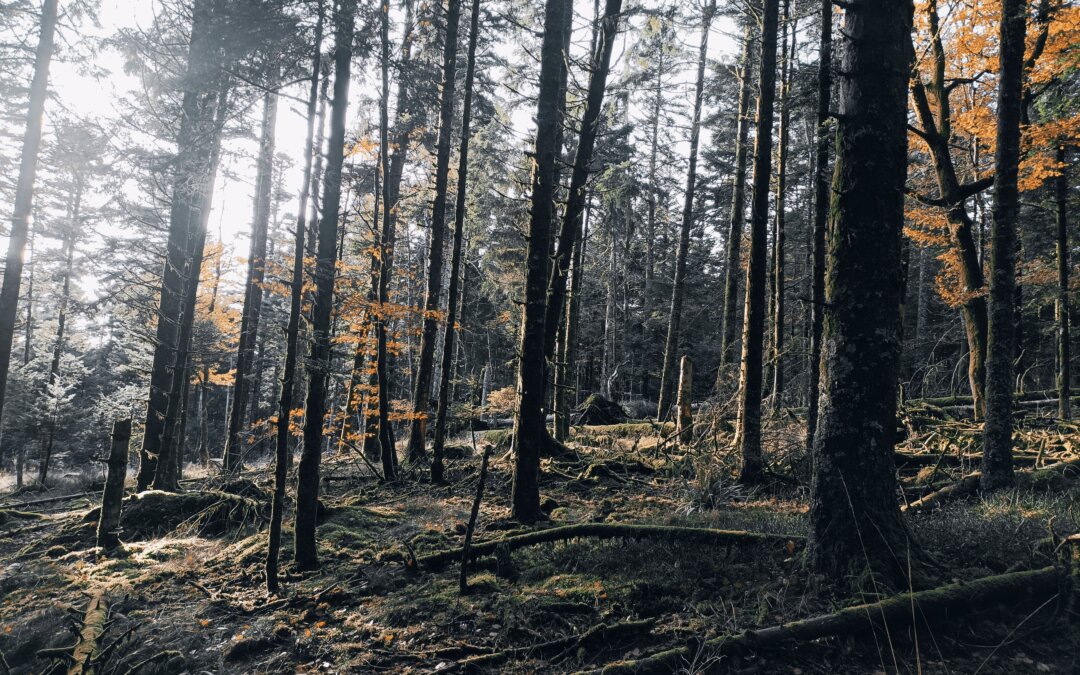 Le conservatoire du silence 1/2