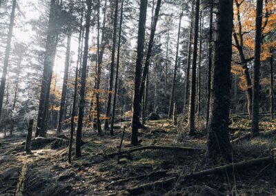 Le conservatoire du silence 1/2