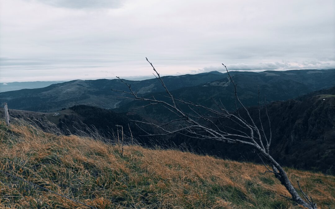 Les Vosges cinématographiques 2/2